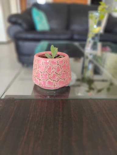Live plant